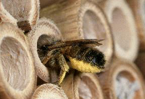 Mauerbiene an einer knstlichen Nisthilfe